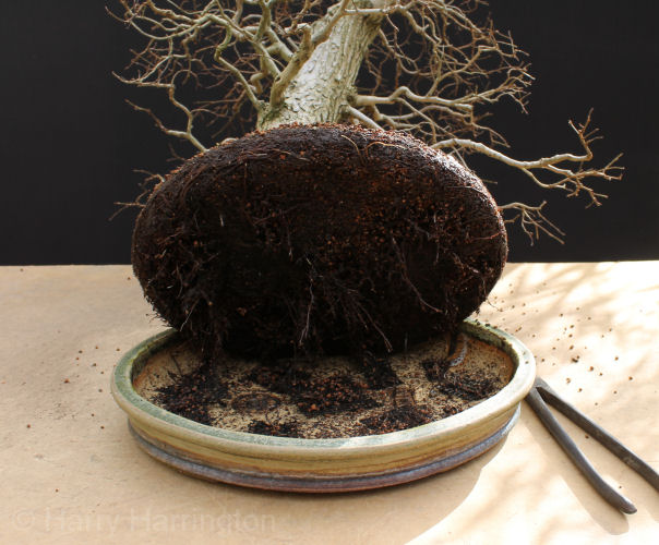 removing bonsai from pot